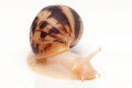 Lissachatina albopicta x fulica juvenil